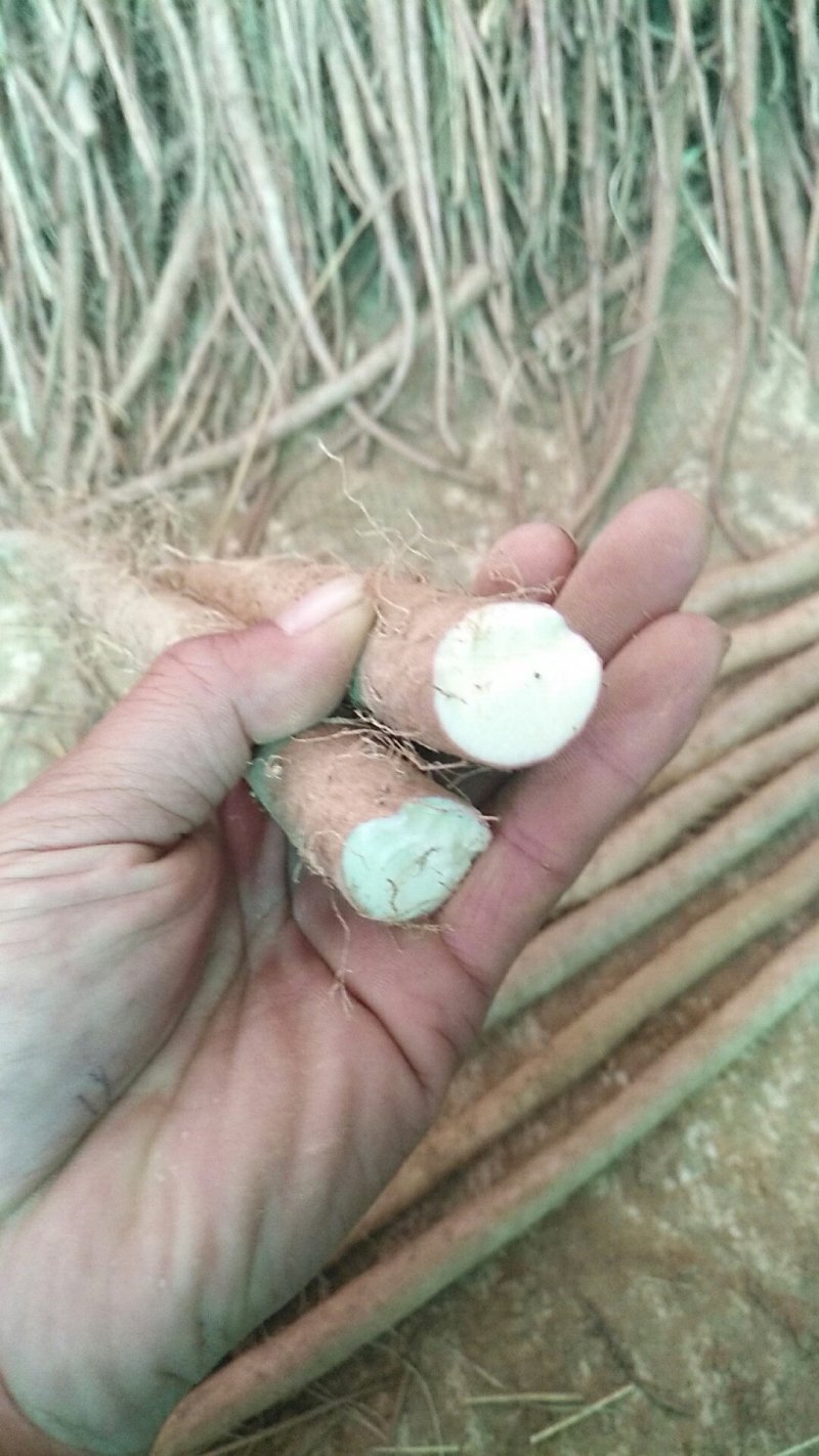 小白嘴山药