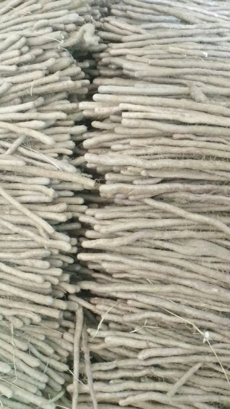 小白嘴山药