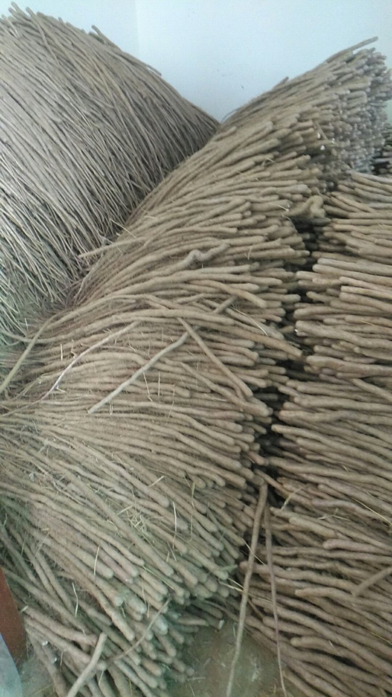 小白嘴山药