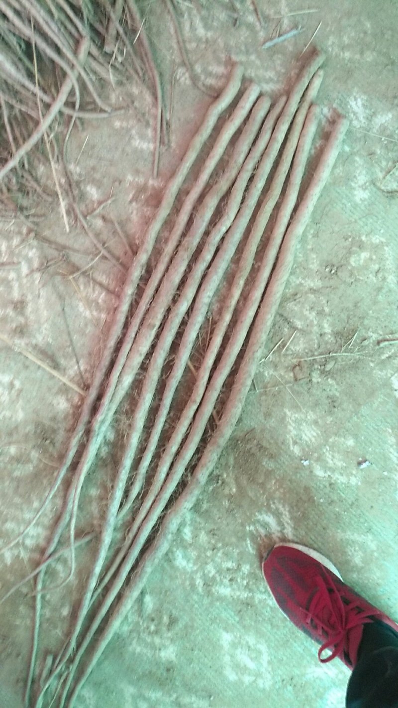 小白嘴山药