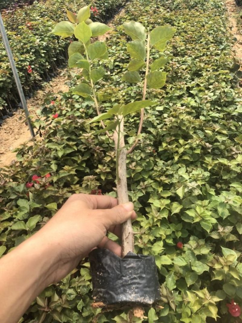 三角梅袋苗！规格：20公分
