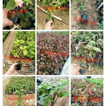三角梅袋苗！规格：20公分