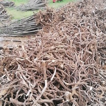 泡桐树根