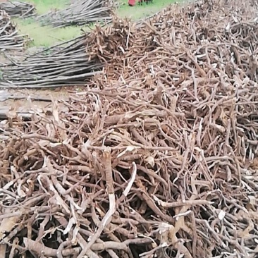 泡桐树根