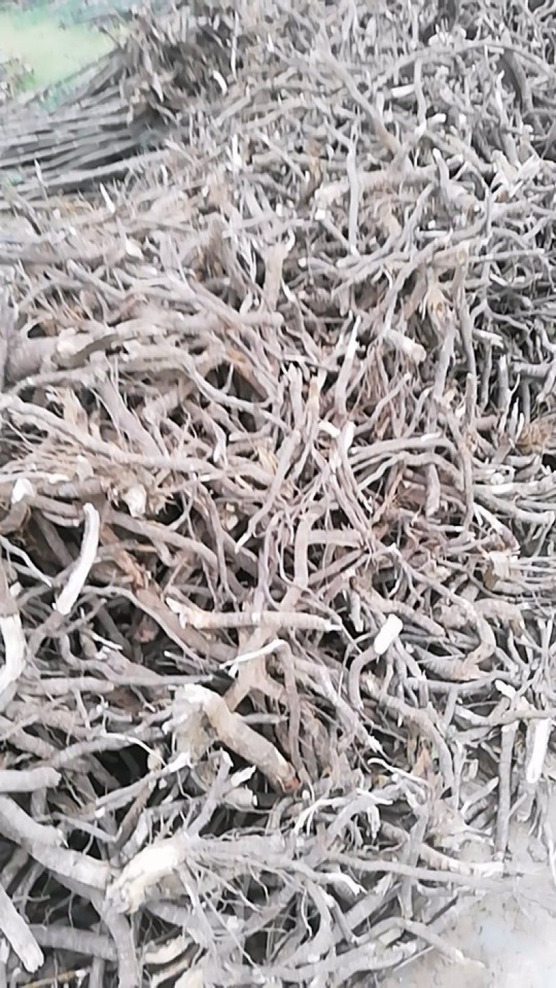 泡桐树根