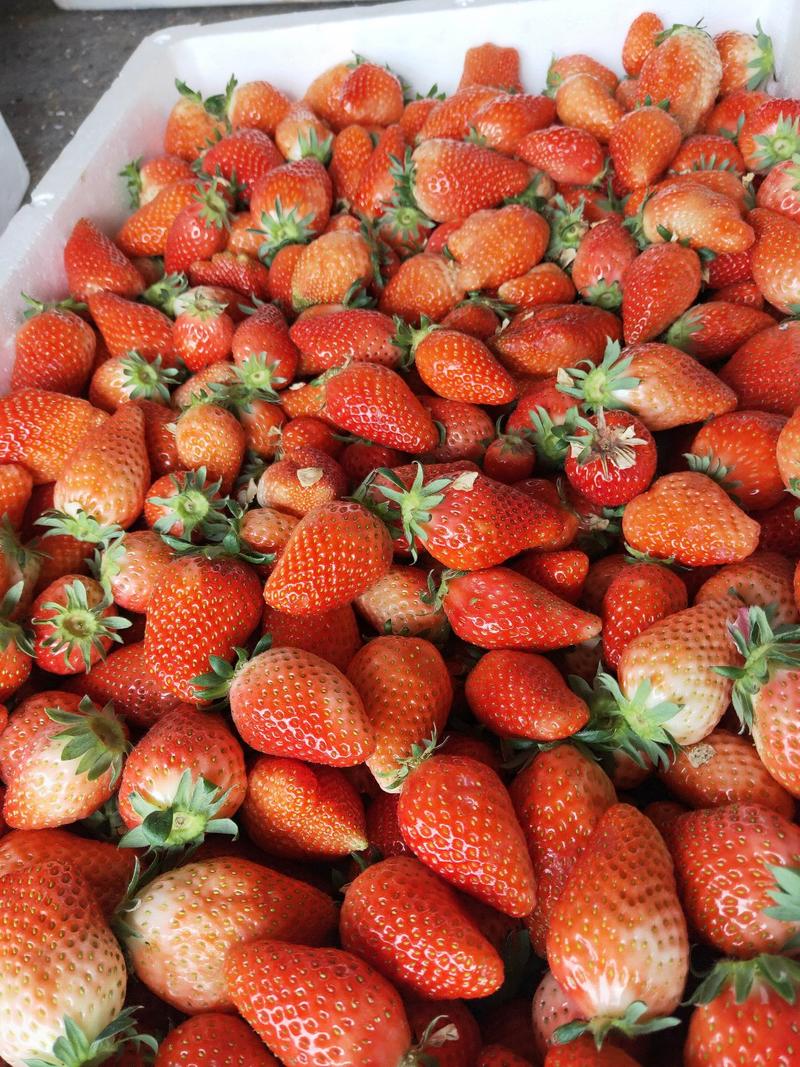 奶油妙香草莓，宁玉草莓每天大量供应，保质保量，欢迎咨询