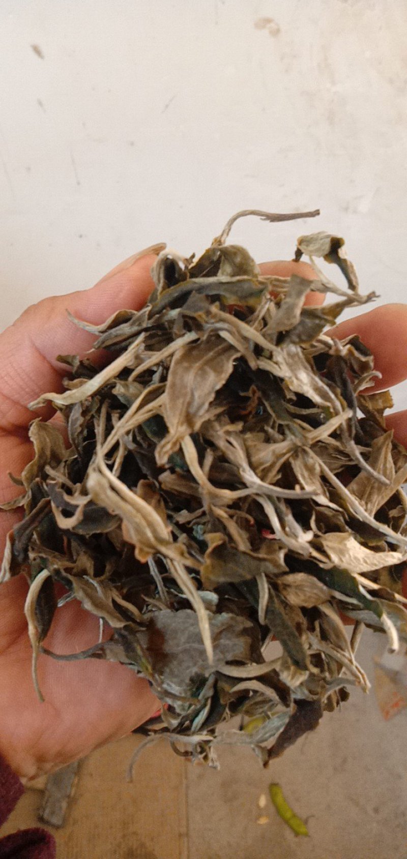 山茶