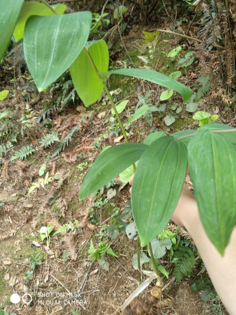 黄精
