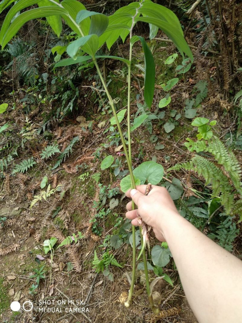 黄精