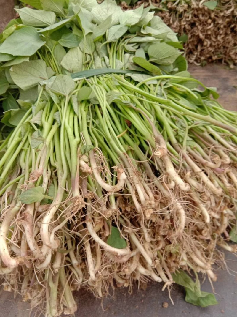 龙薯九苗子，