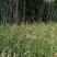 优质红粟米、鸭爪粟、狗爪粟