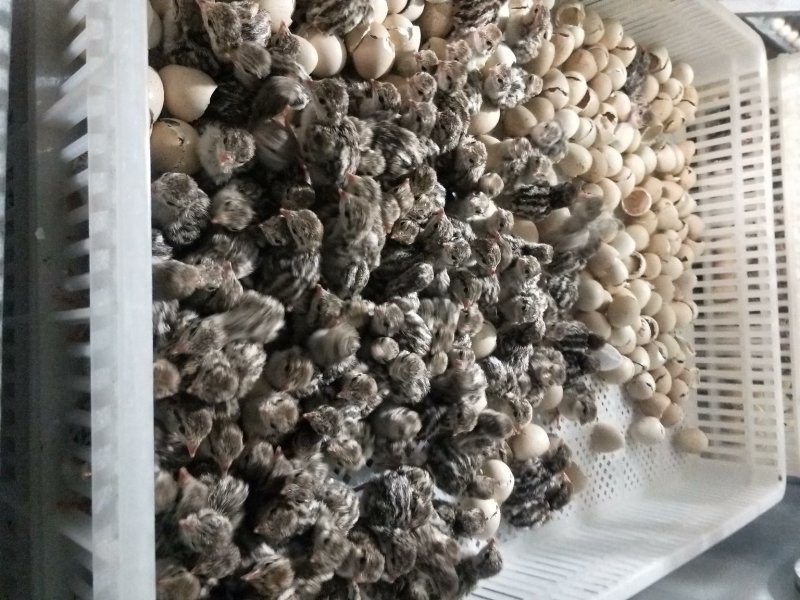 刚出壳鹧鸪苗批发长期合作