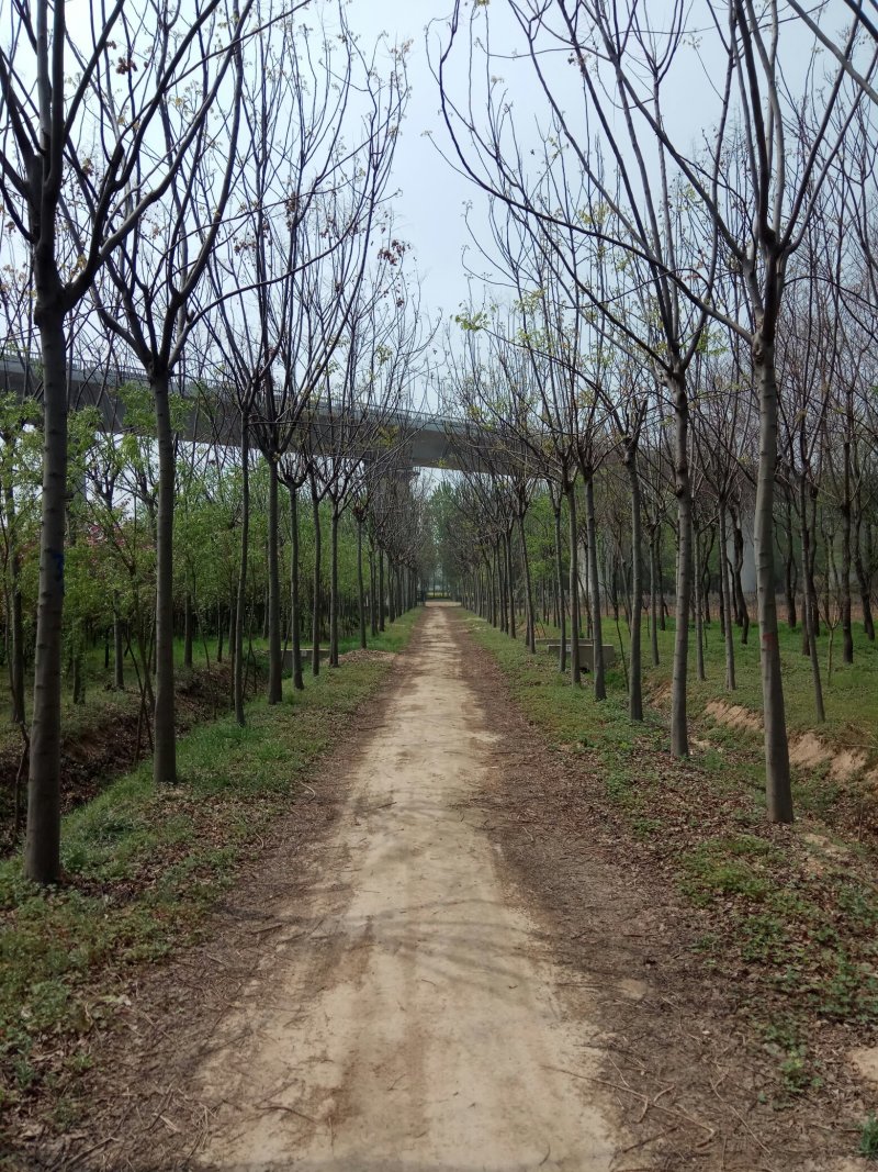 【现挖现发】苗圃销售：5-12cm栾树欢迎咨询