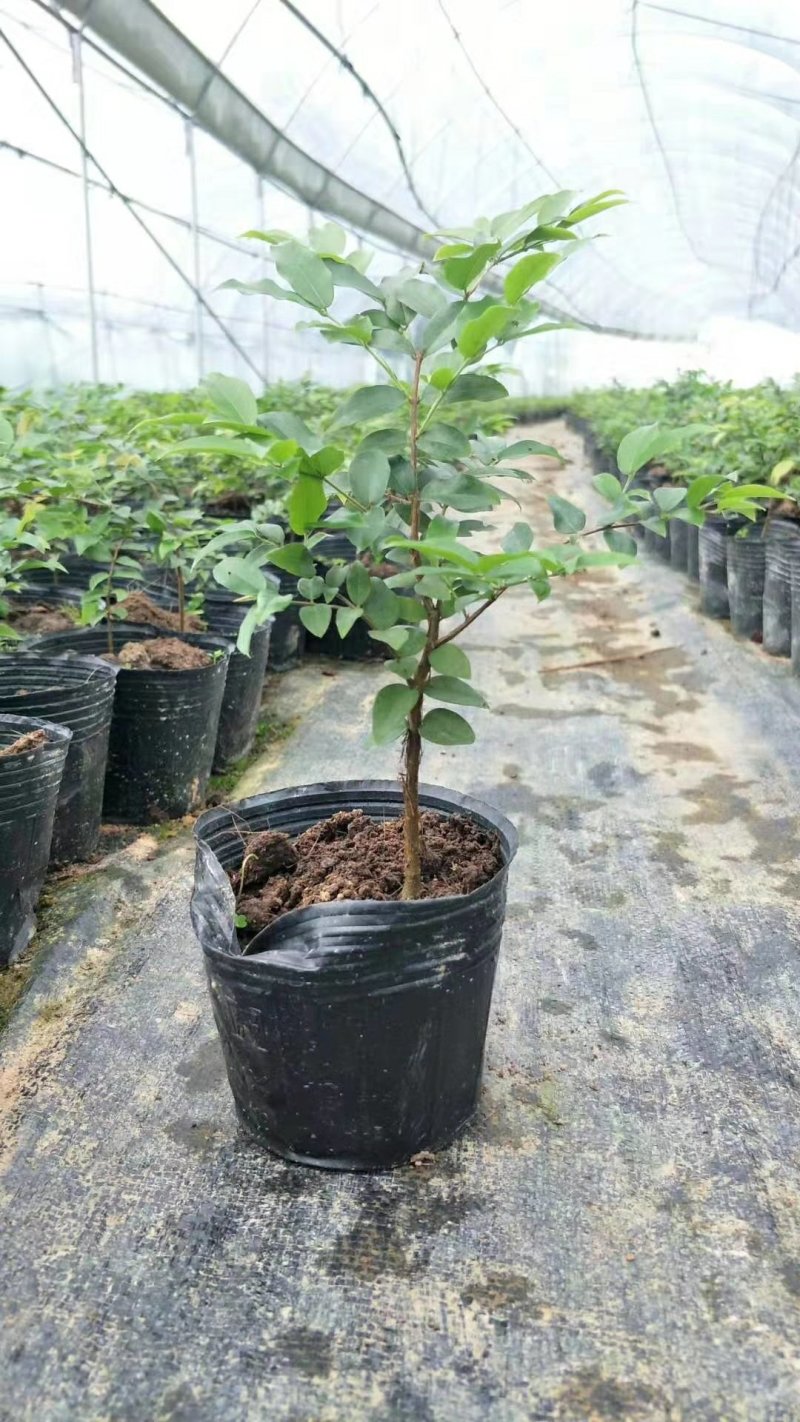 树葡萄苗