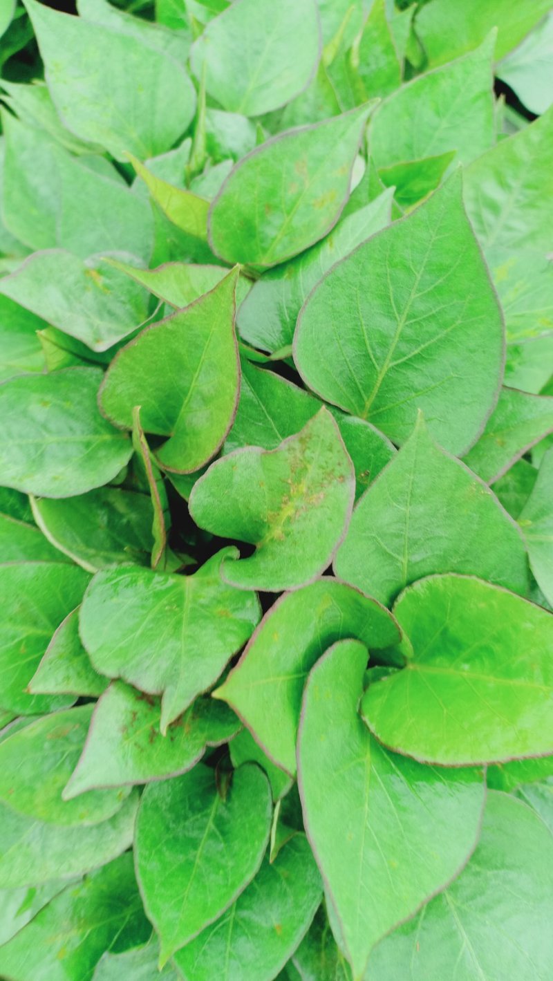 济薯26红薯苗25~35cm