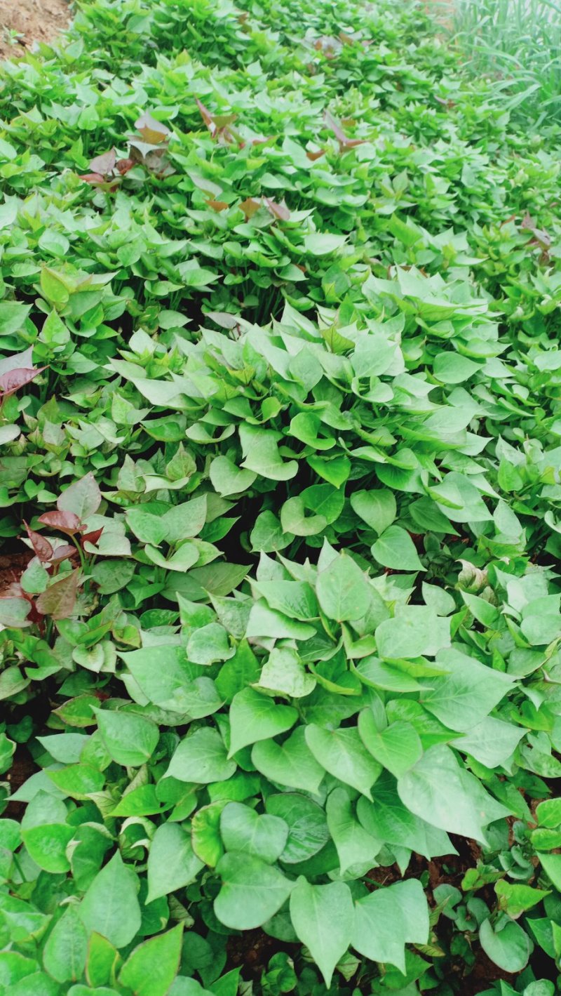 济薯26红薯苗25~35cm