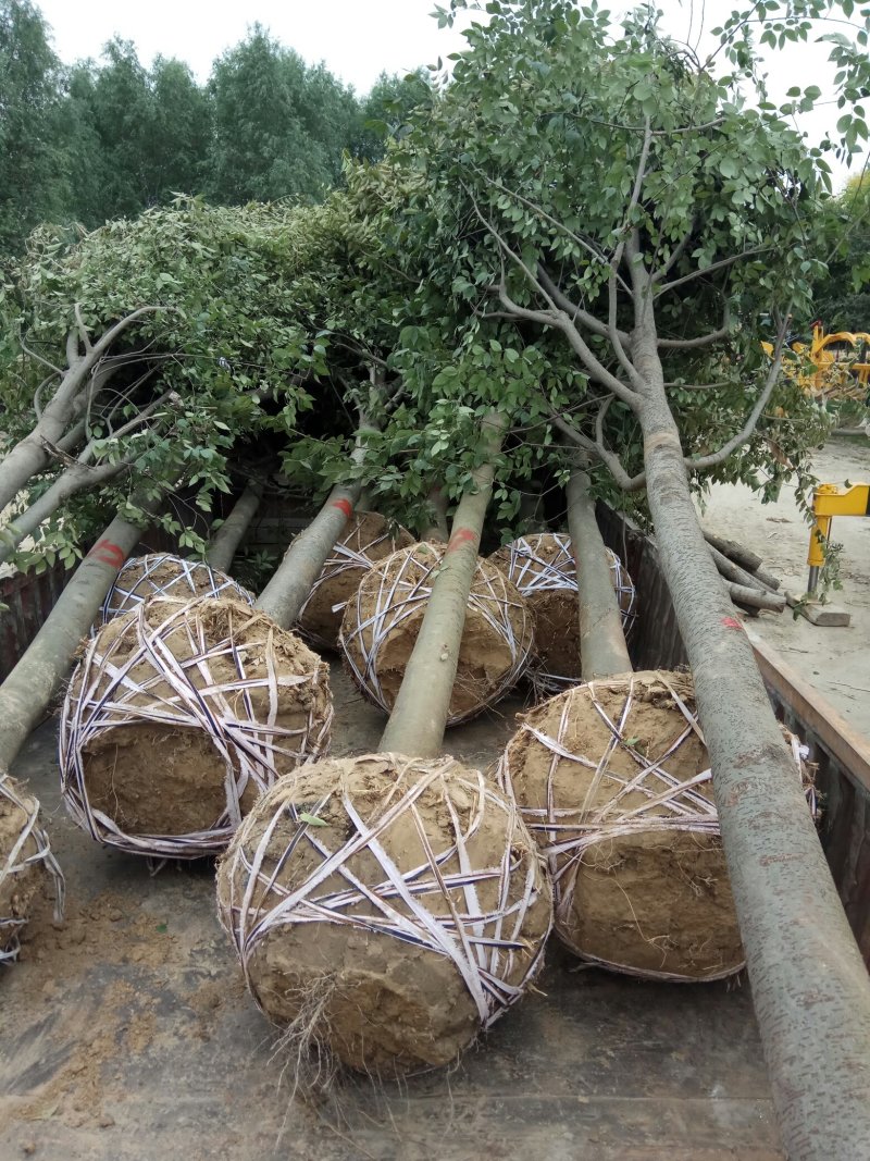 【绿化苗木推荐商家】苗圃销售：5-15cm榉树