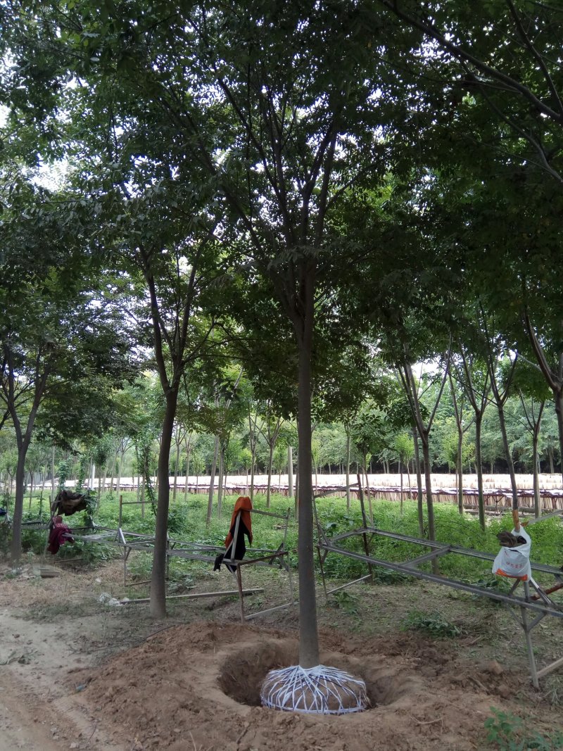 【绿化苗木推荐商家】苗圃销售：5-15cm榉树