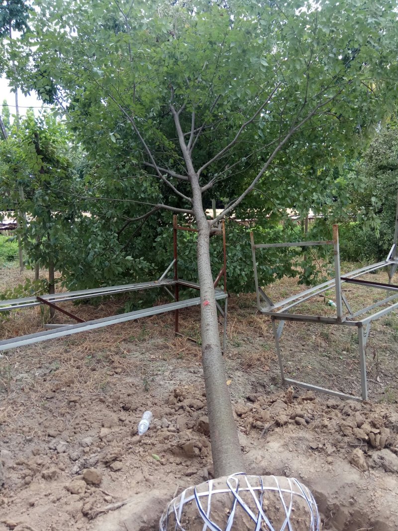 【绿化苗木推荐商家】苗圃销售：5-15cm榉树