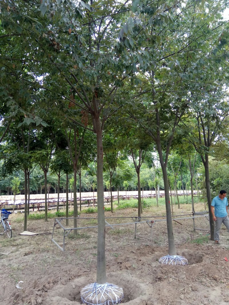 【绿化苗木推荐商家】苗圃销售：5-15cm榉树