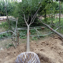 【绿化苗木推荐商家】苗圃销售：5-15cm榉树