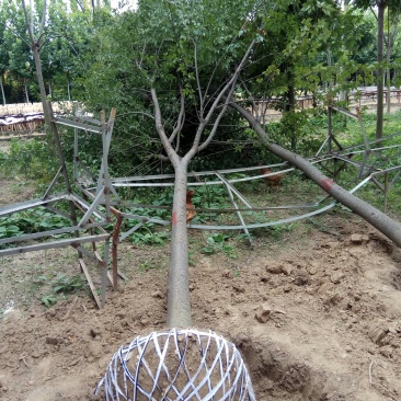 【绿化苗木推荐商家】苗圃销售：5-15cm榉树