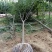 【绿化苗木推荐商家】苗圃销售：5-15cm榉树