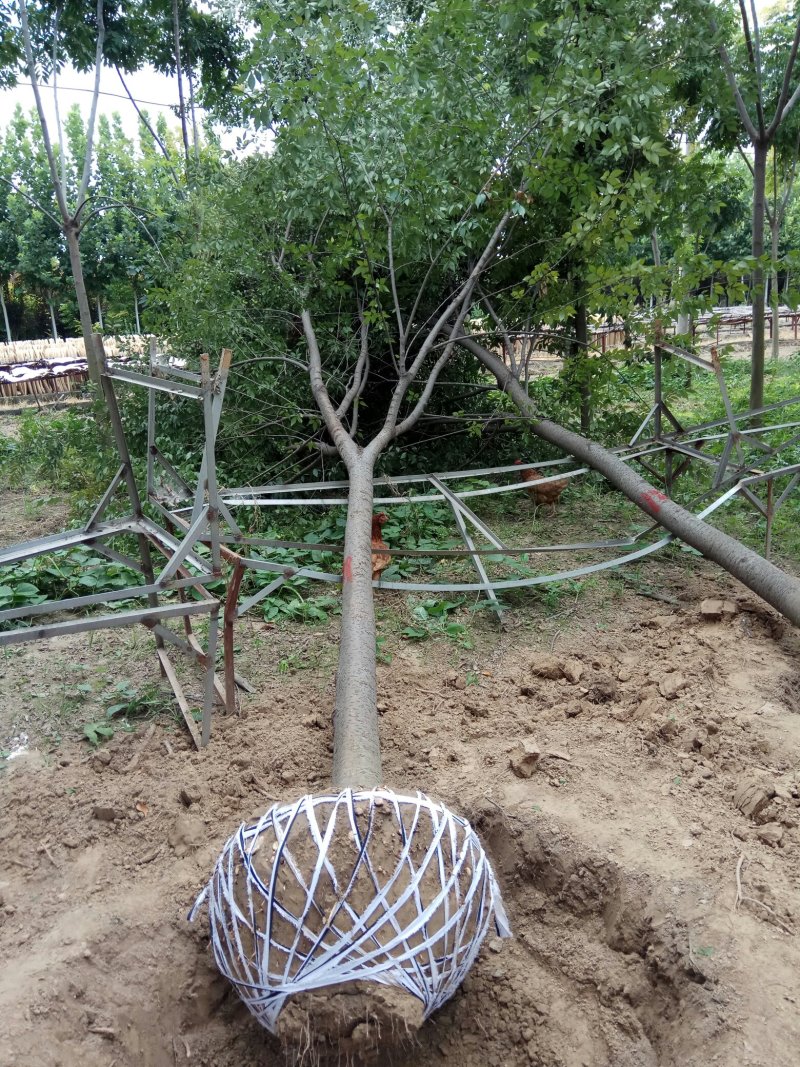 【绿化苗木推荐商家】苗圃销售：5-15cm榉树