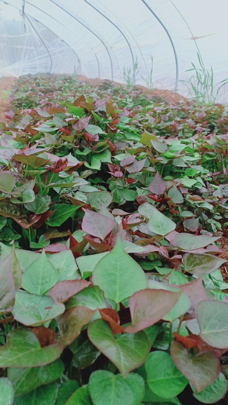 西瓜红脱毒红薯苗