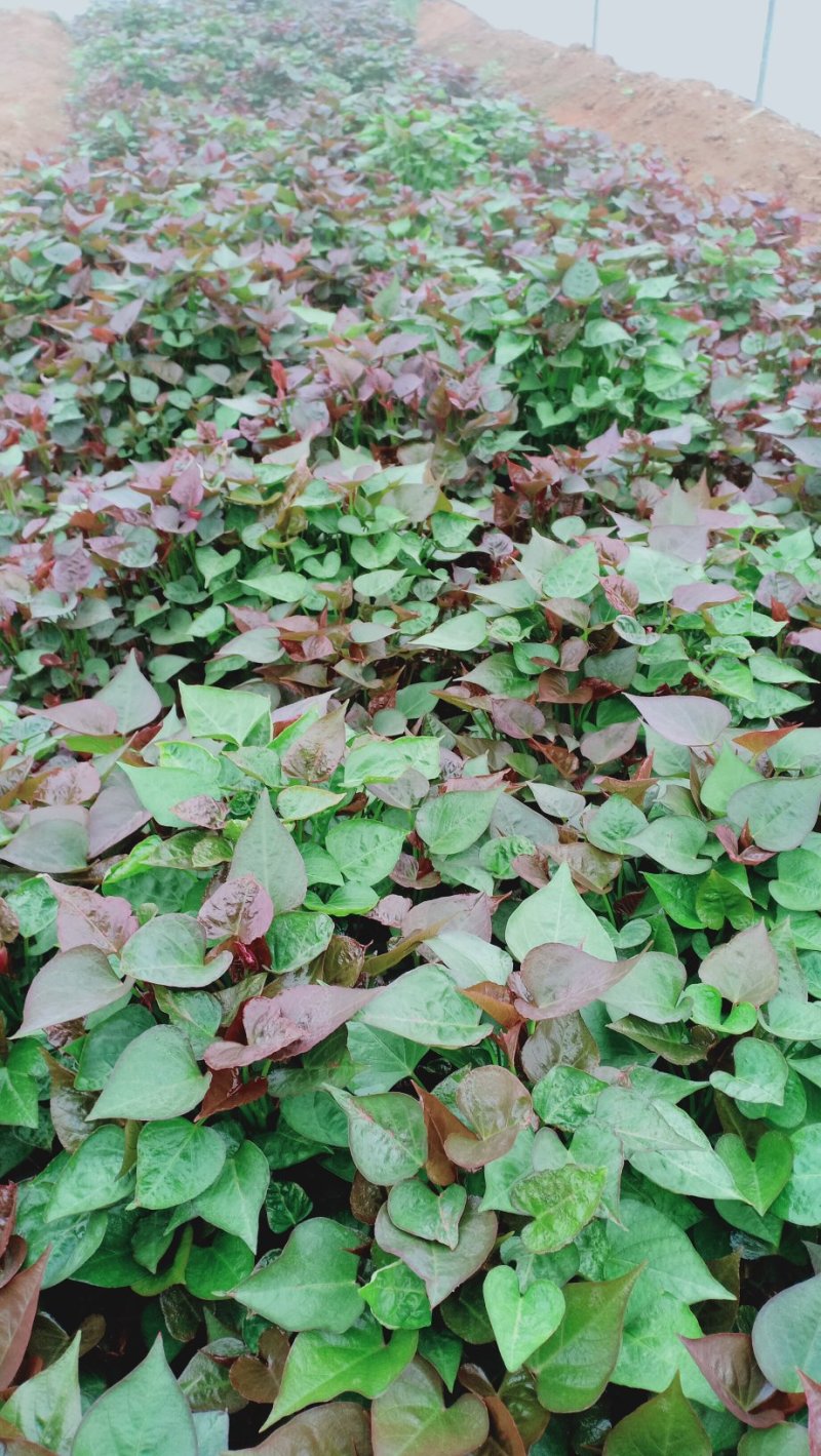 西瓜红脱毒红薯苗