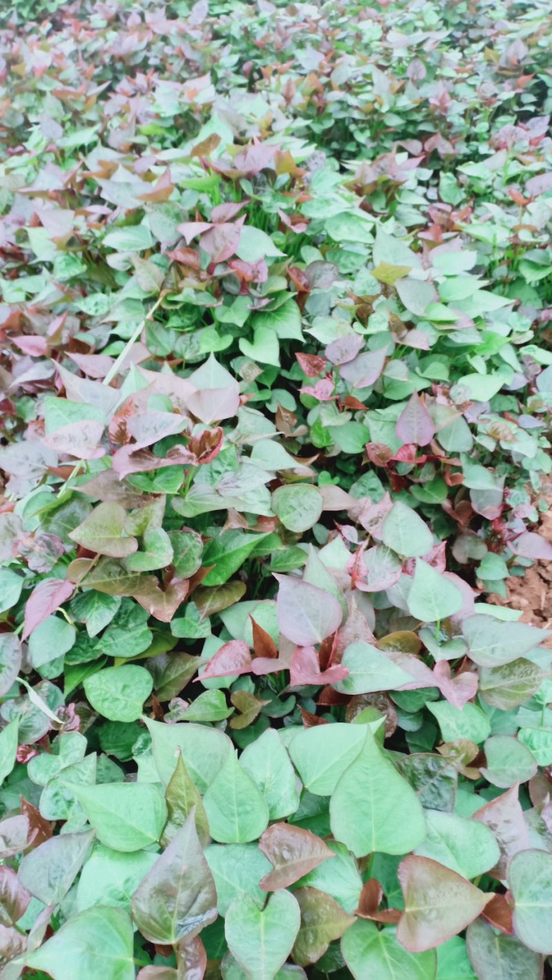 西瓜红脱毒红薯苗