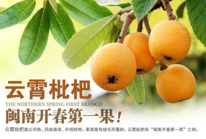 云霄枇杷