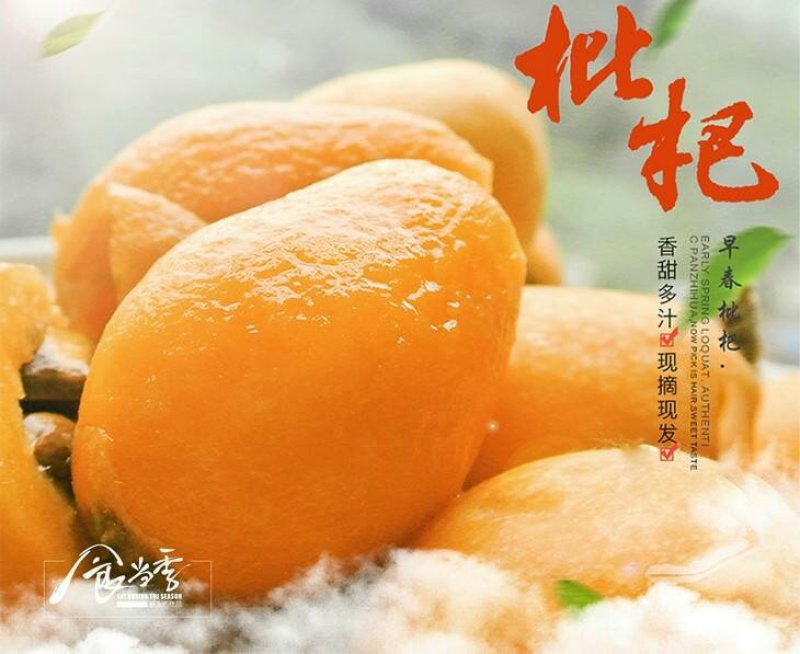 云霄枇杷