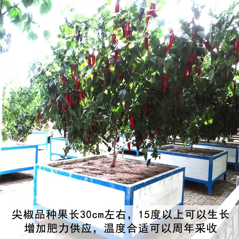 辣椒种子树