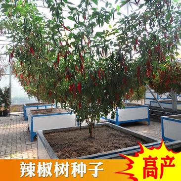 辣椒种子树