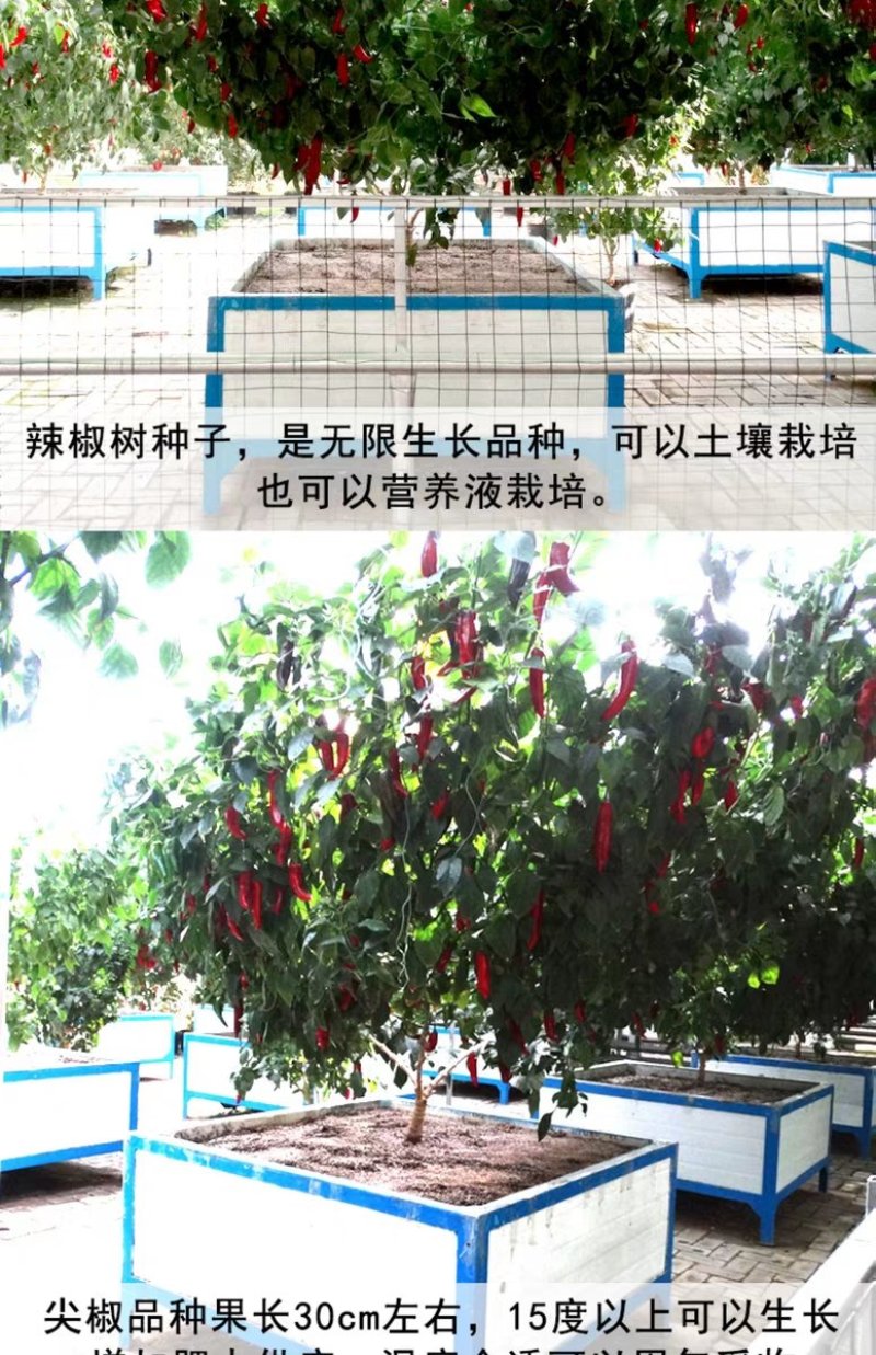 辣椒种子树