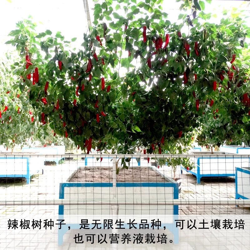 辣椒种子树