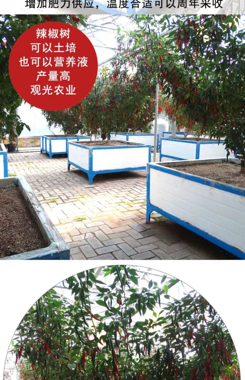 辣椒种子树