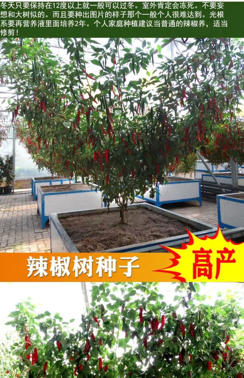 辣椒种子树