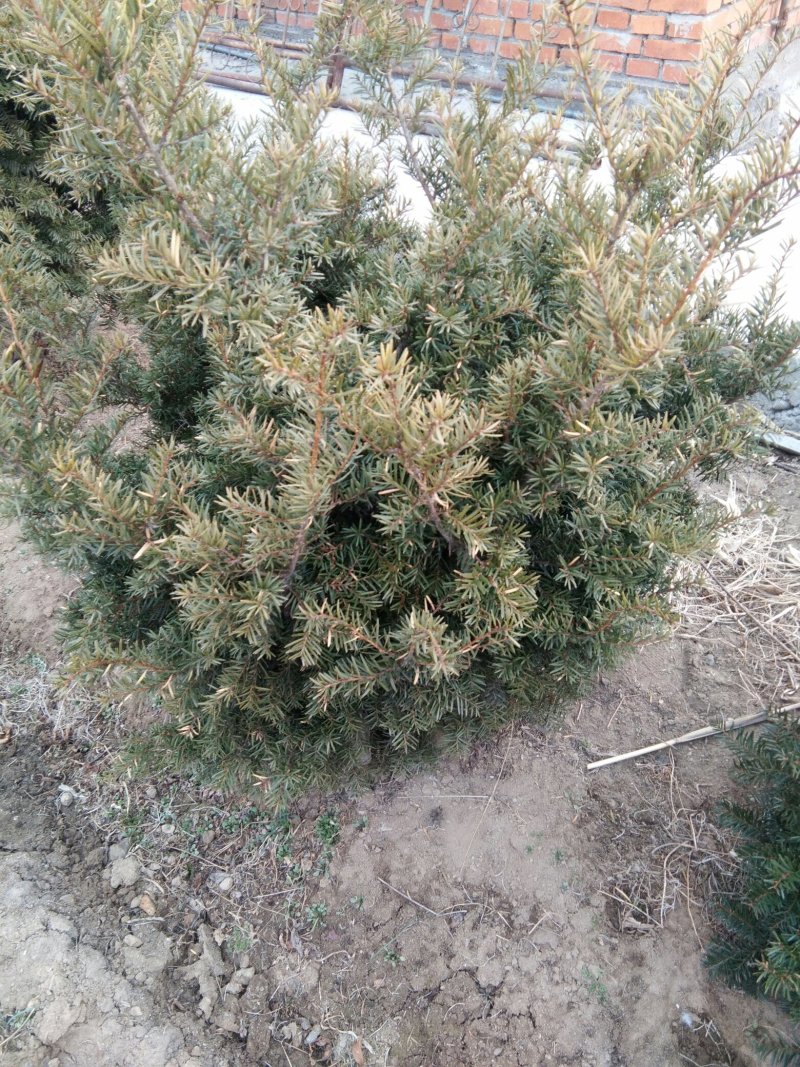 东北红豆杉