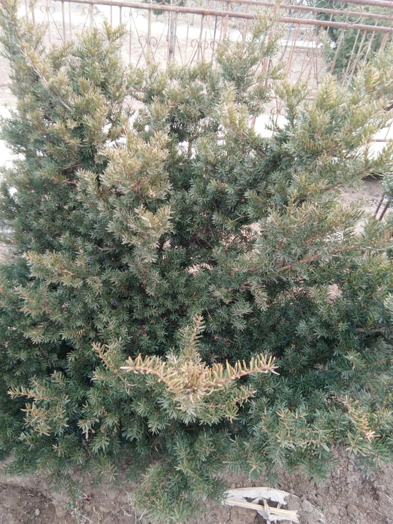 东北红豆杉