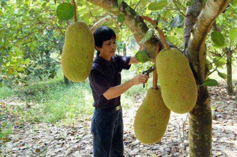 菠萝蜜