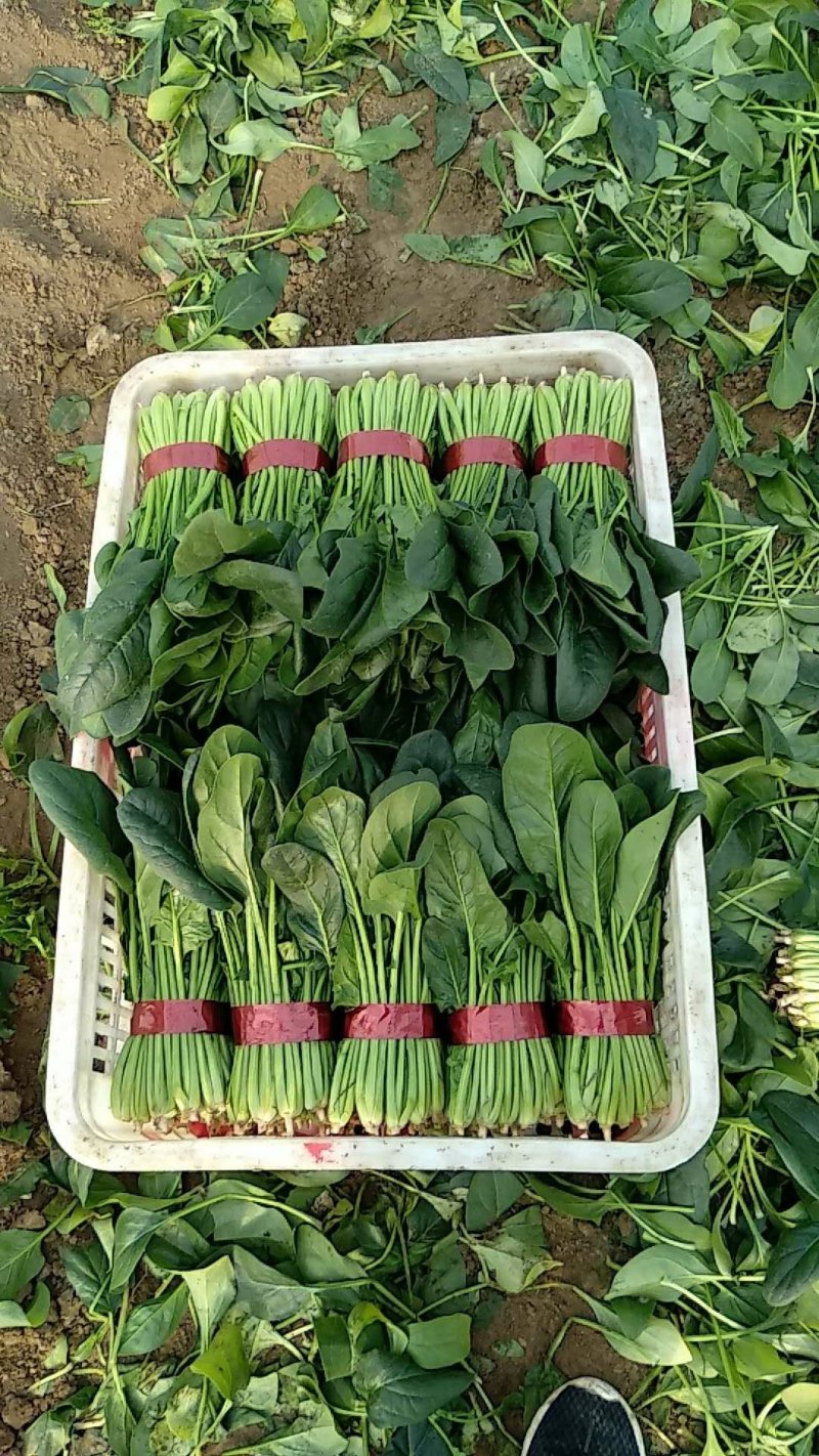 蔬菜甜瓜