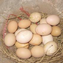 农村散养土鸡蛋