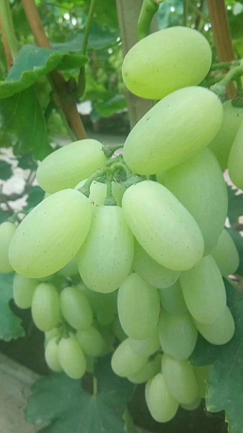 维多利亚葡萄青提维多利亚
