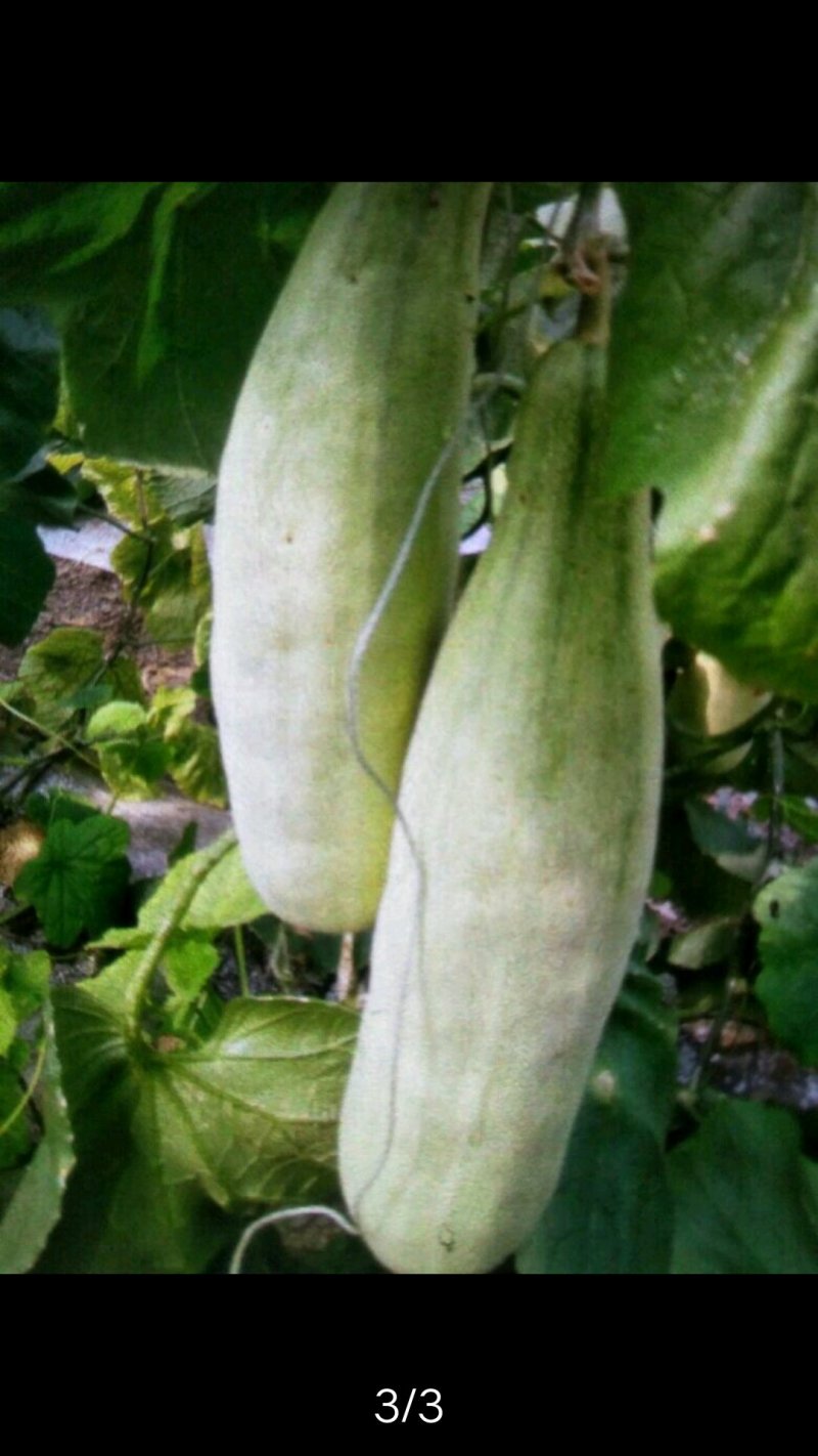蔬菜甜瓜