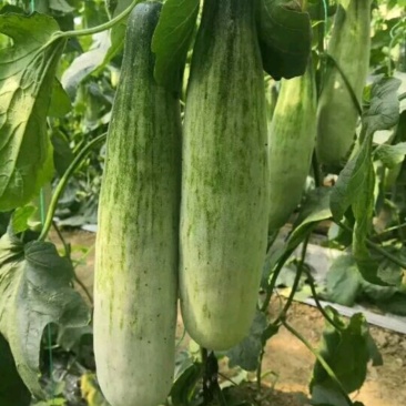 蔬菜甜瓜