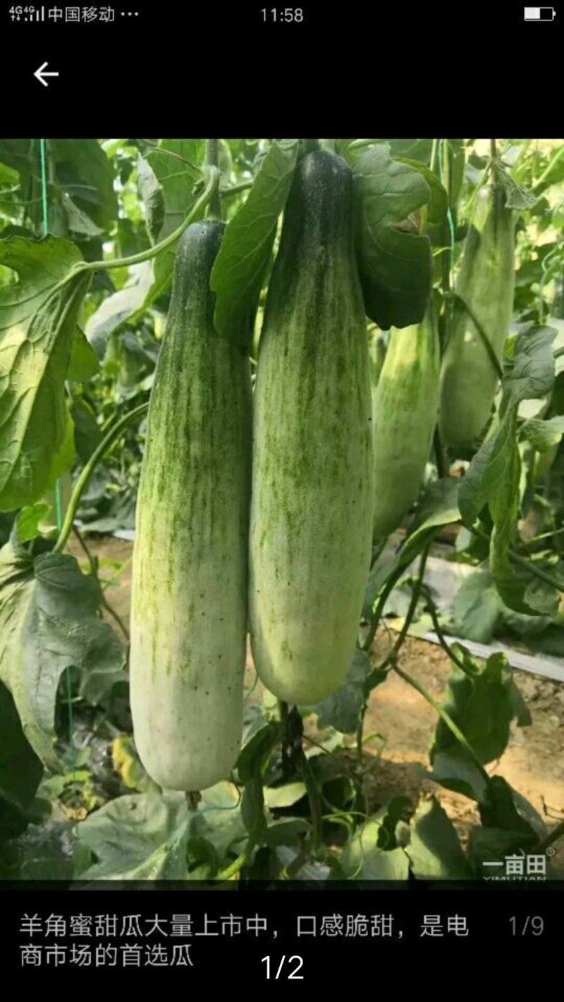 蔬菜甜瓜