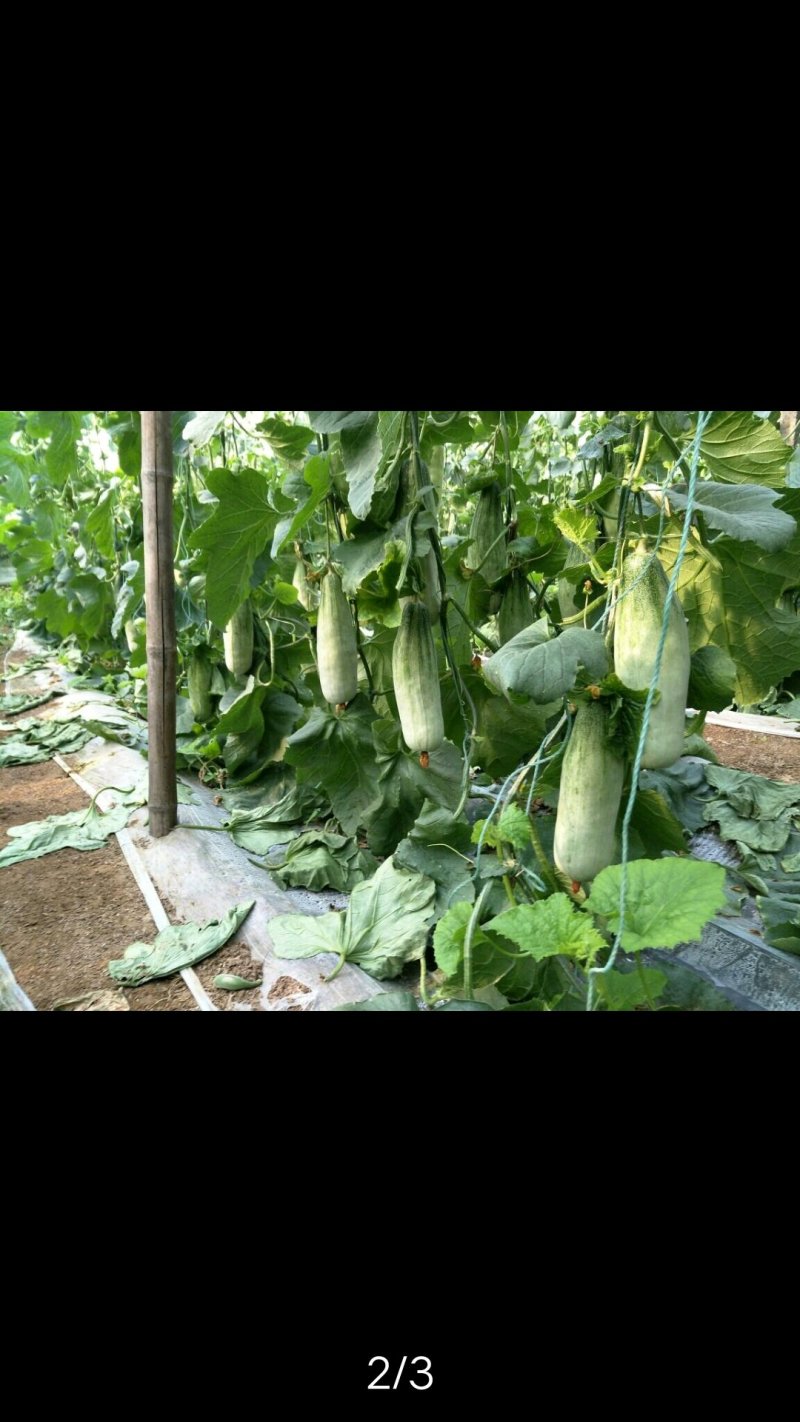 蔬菜甜瓜