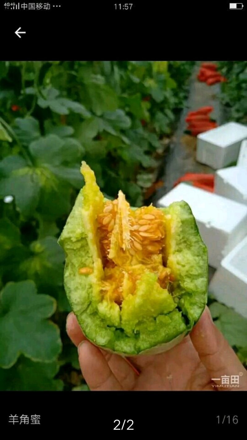 蔬菜甜瓜